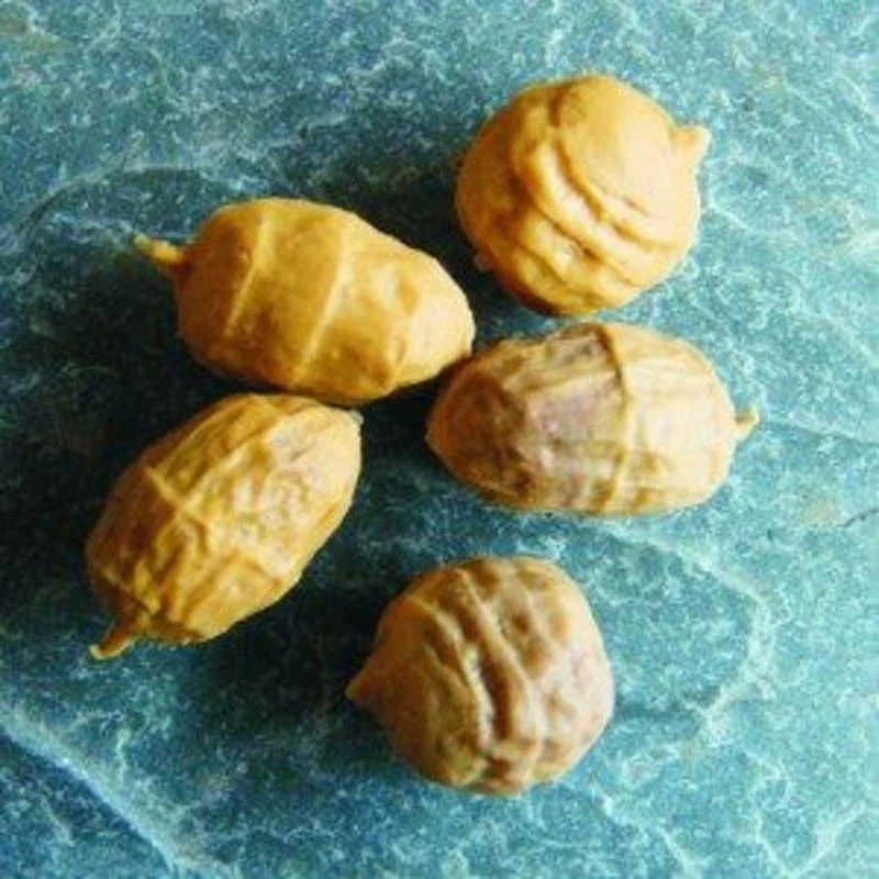 Enterprise Pop Up Tiger Nuts